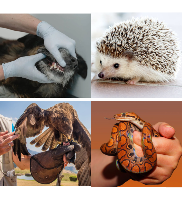 A Comprehensive Guide to Choosing The Right Animal Handling Gloves
